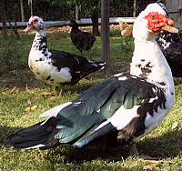 Cuisine canard07