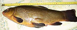 Cuisine carpe02