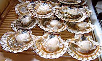 Cuisine coquille saint jacques01