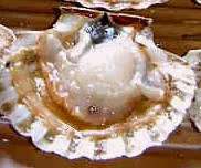 Cuisine coquille saint jacques02