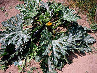 Cuisine courgette07