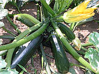 Cuisine courgette08