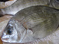 Cuisine daurade01