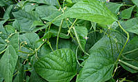 Cuisine haricot vert01