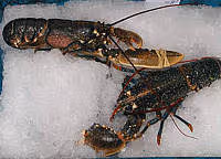 Cuisine homard01