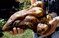 Cuisine patate douce08