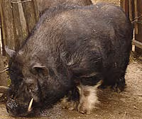 Cuisine porc02