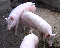 Cuisine porc04