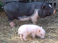 Cuisine porc05