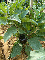 F f aubergine04
