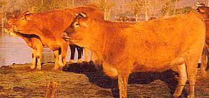 F f boeuf04