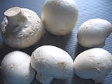 F f champignon1