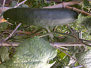 F f concombre01