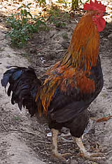F f coq01