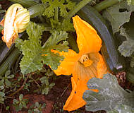 F f courgette09
