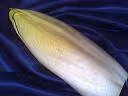F f endive1