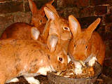 F f lapin01