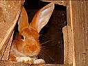 F f lapin04