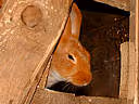 F f lapin05