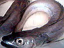 F f merluchon03