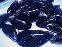 F f moules10