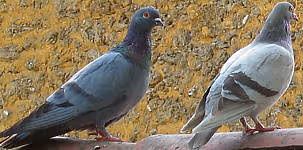 F f pigeons