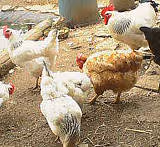 F f poulet02