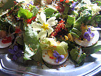 Violettes primeveres salade01