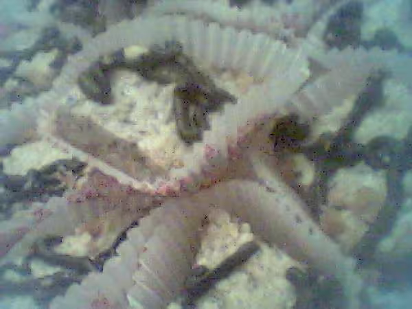 Gateau petit beurre