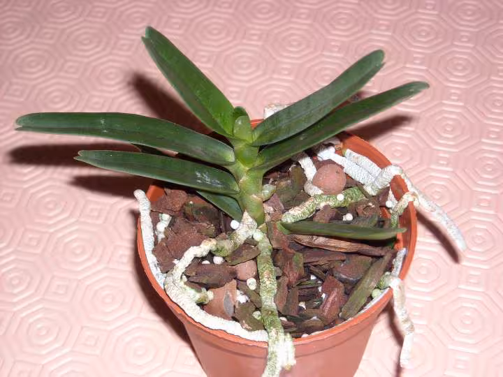 Angraecum orchidee malgache