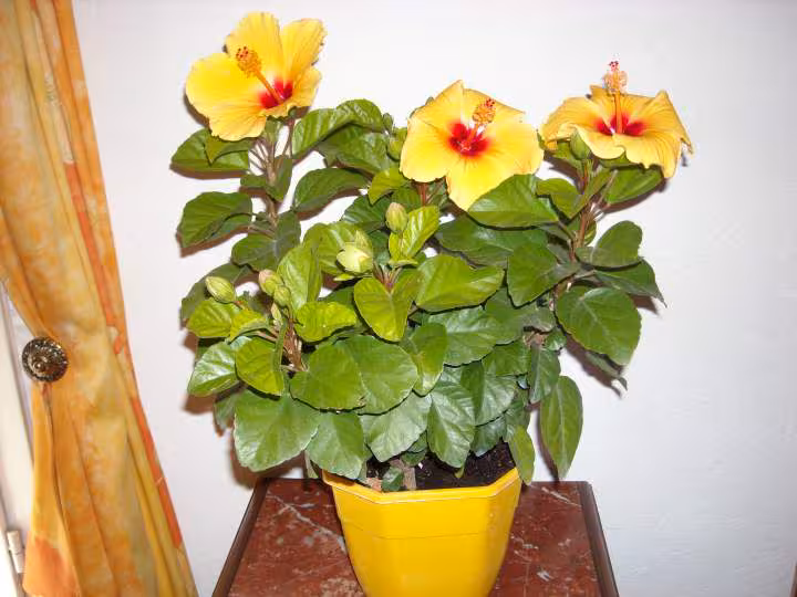 Hibiscus