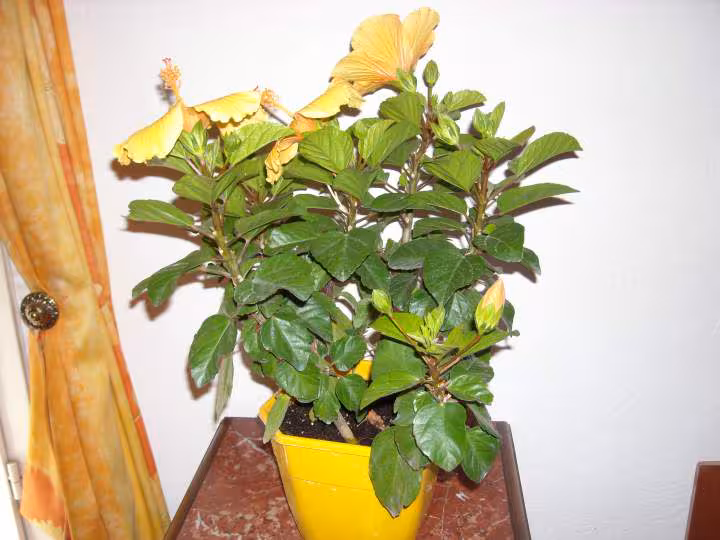Hibiscus 2