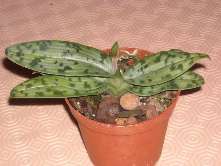 Paphio bullenianum var celebensis