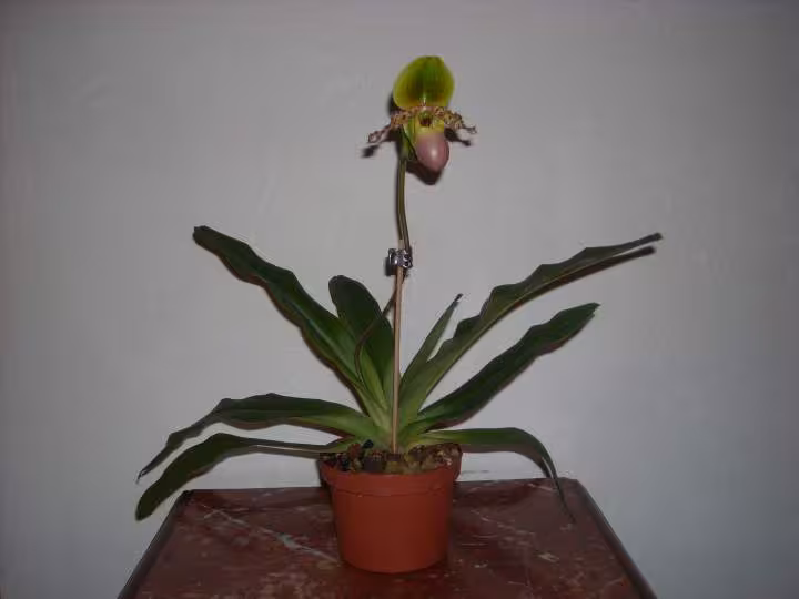 Paphio floraison maison