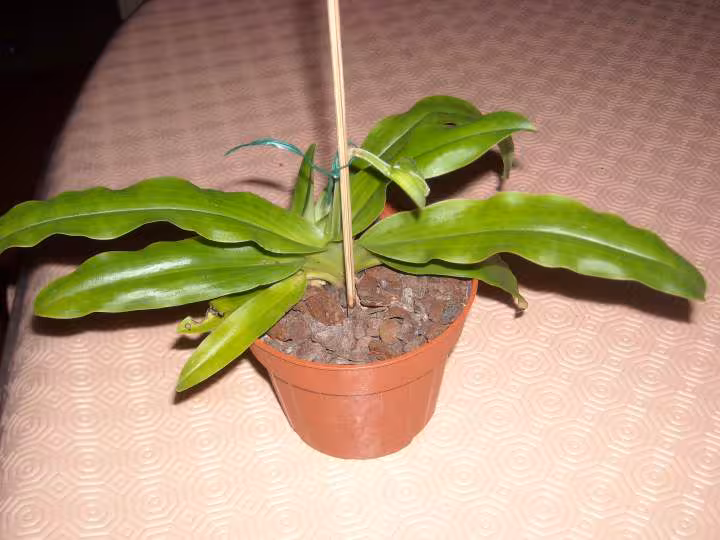 Paphio primulinum