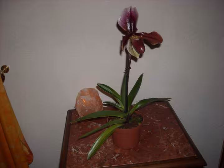 Phal