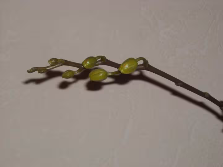 Phala blanc en boutons