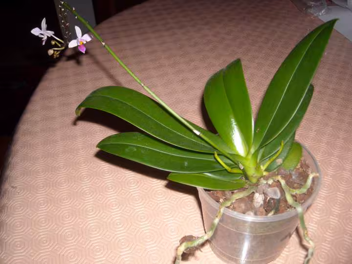 Phala equestris
