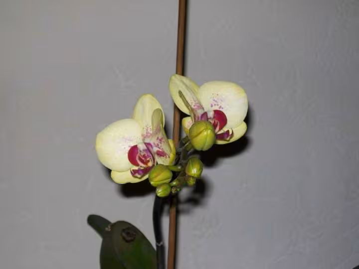 Phala genetique douteuse