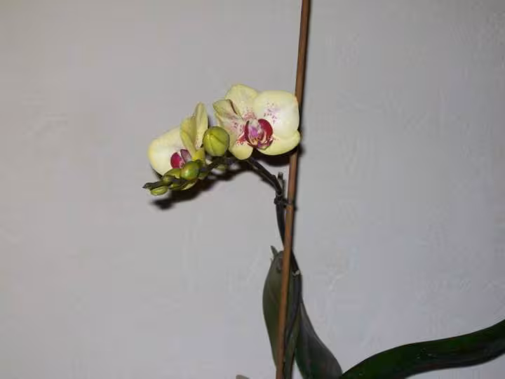 Phala genetique douteuse 2