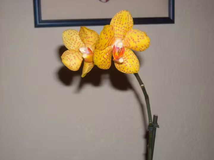 Phala jaune