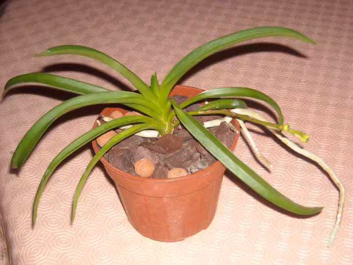 Vanda pret a fleurir