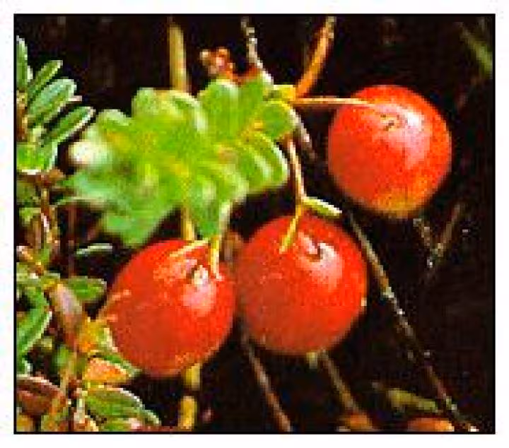 Canneberges ou airelles