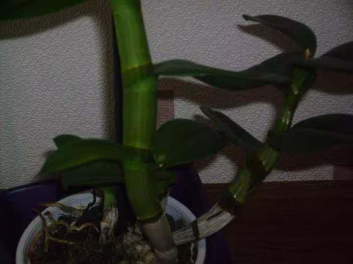 Tige orchidee