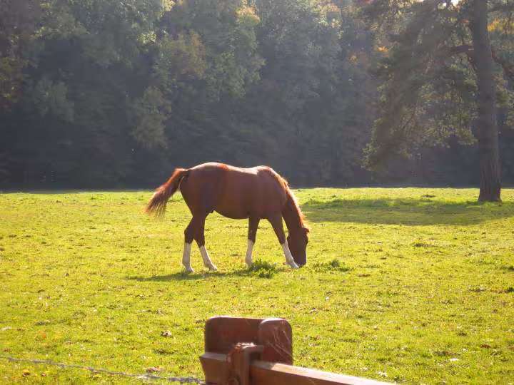 Dans le parc