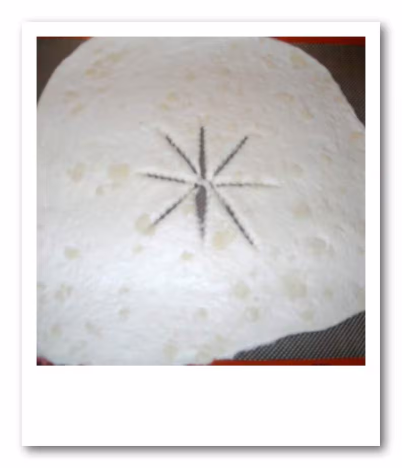 Pate a pizza avant garnissage