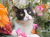 Chat