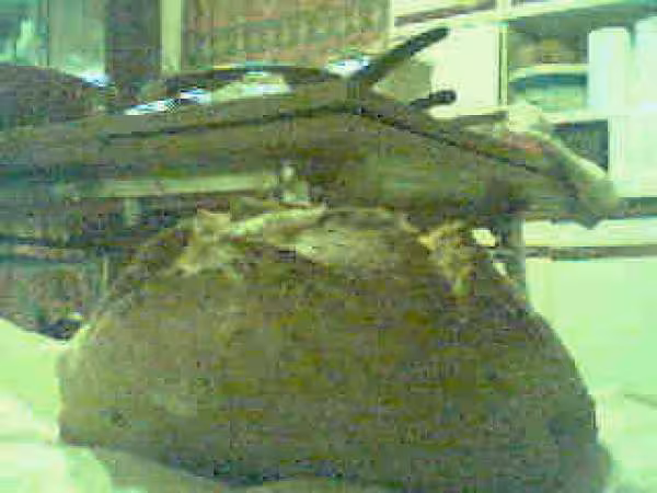 Miche de campagne en cocotte et levain fermentescible
