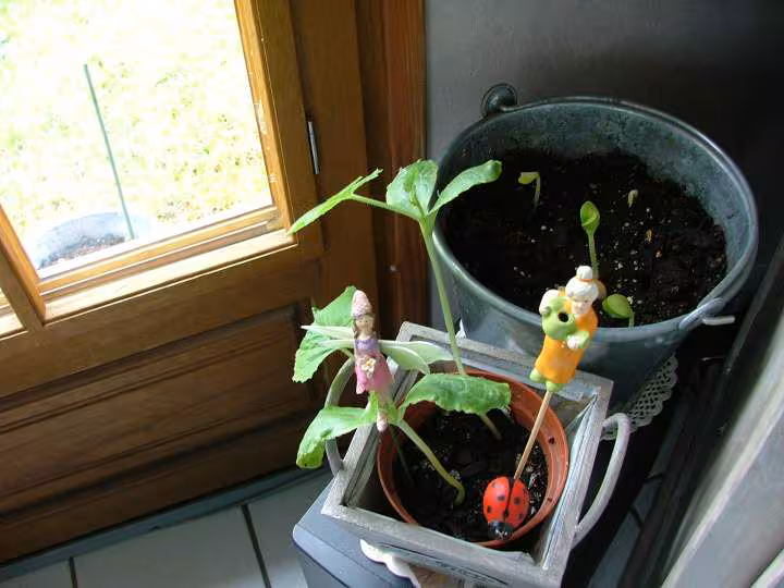 Graines de courges spaghettis germees