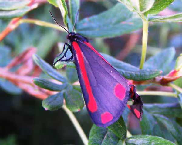 Papillon